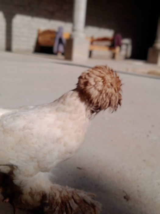 Yaponcha kareyski makyon oq