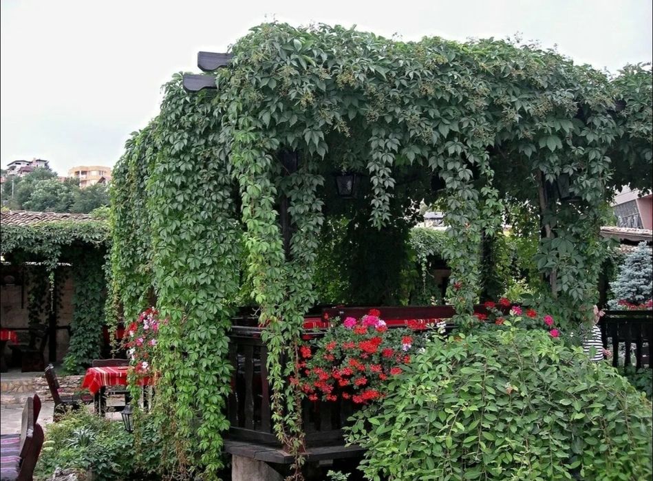 Manzarali gul Девичий виноград пятилист.очковый