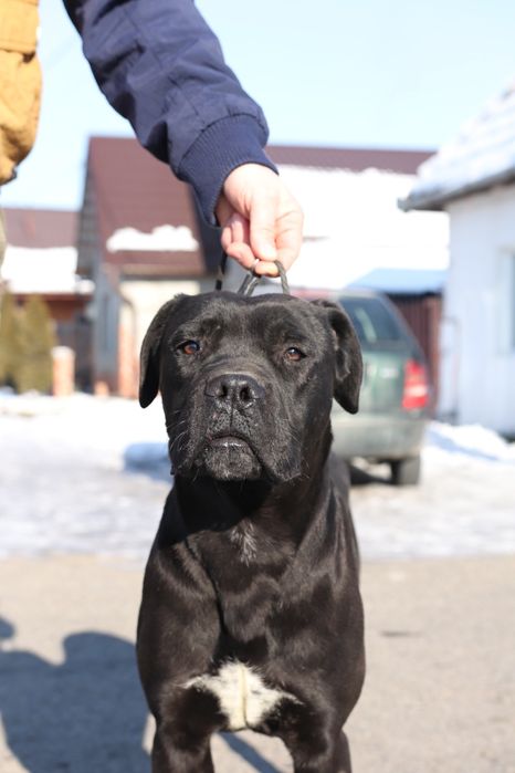 Mascul cane corso- 8 luni cu pedigree