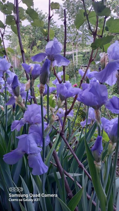 Ирисы разных цветов