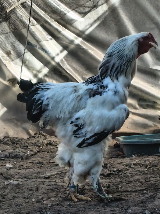 Brahma herminat  2+1  2024