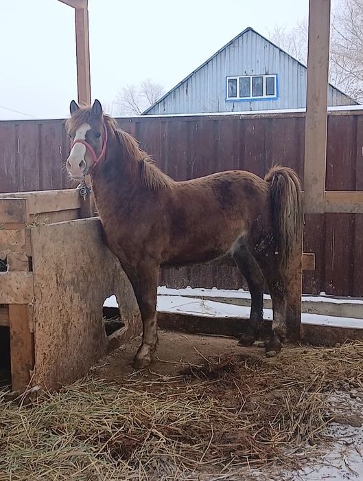 Срочно продам жеребца