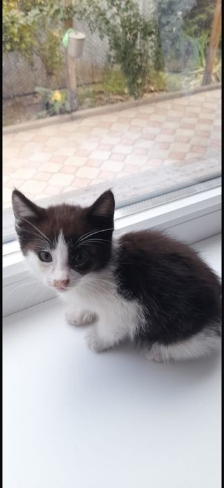 Котята бесплатно