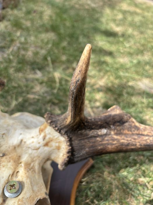 Trofeu cerb ccu panoplie