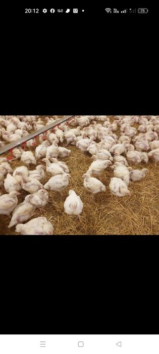 Livram pui albi de carne și rasă mixta la domiciliu