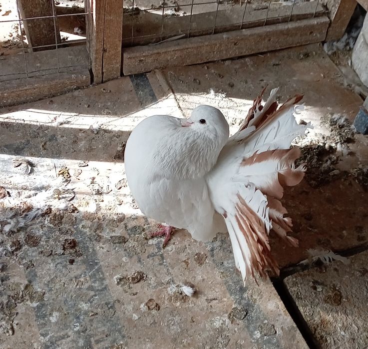 Голуби павлины самцы