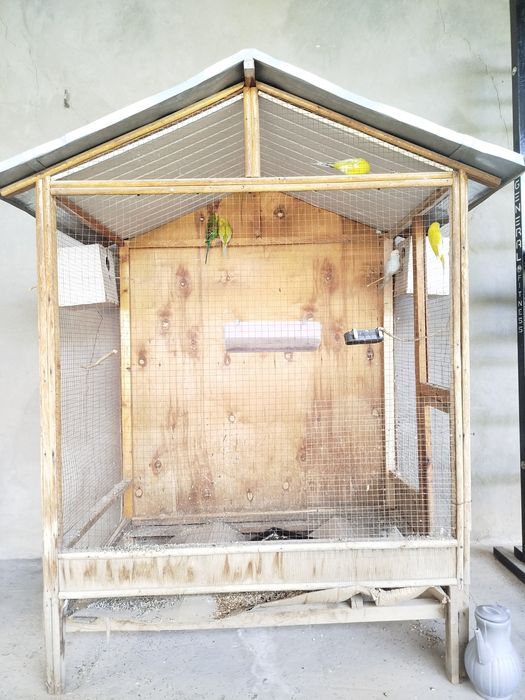 Toʻti valneste 5 ta qafas bilan