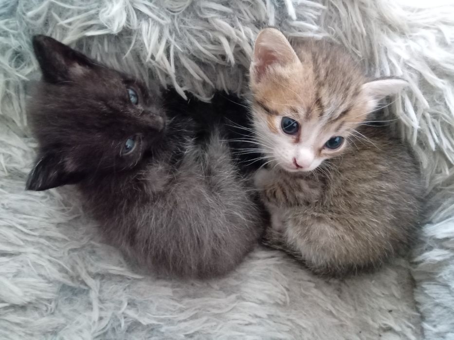 Отдам котят в добрые руки