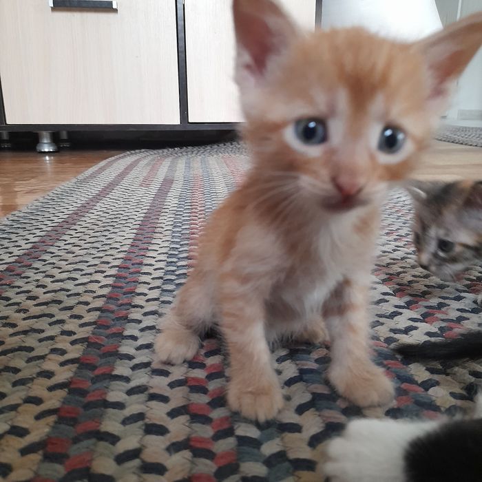 котята бесплатно