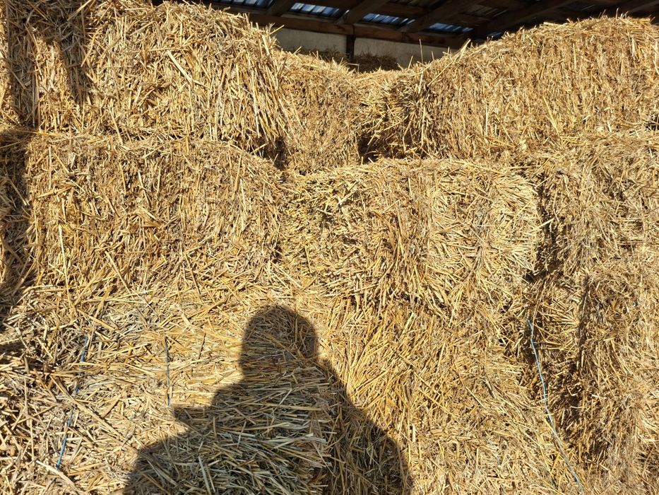 Vând  Baloti de  Ovaz