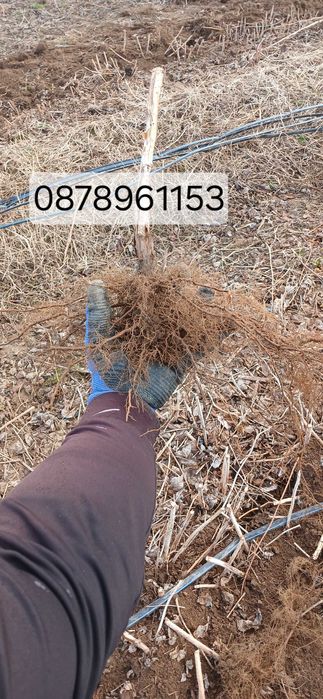 Расзад малини и ягоди