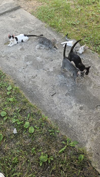 Ofer spre adoptie 4 puiuti de pisica