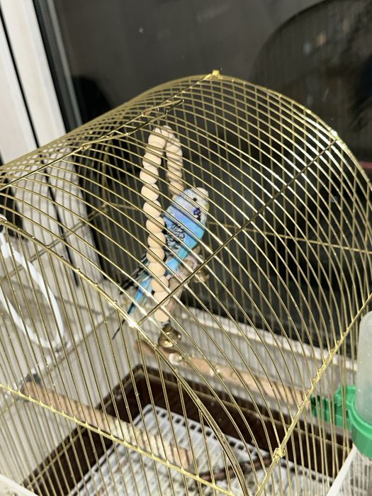 Продам попугая синего