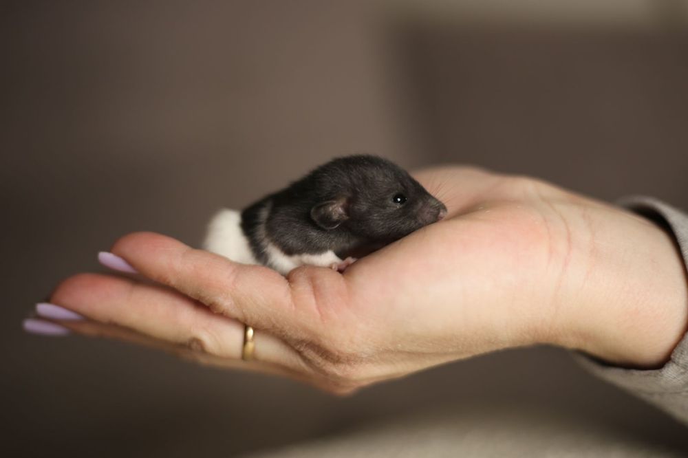 Декоративные крысы дамбо