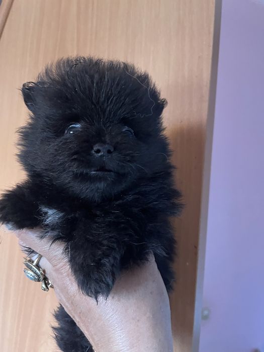 Щенки померанского шпица