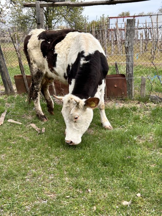 Vaca baltata romaneasca