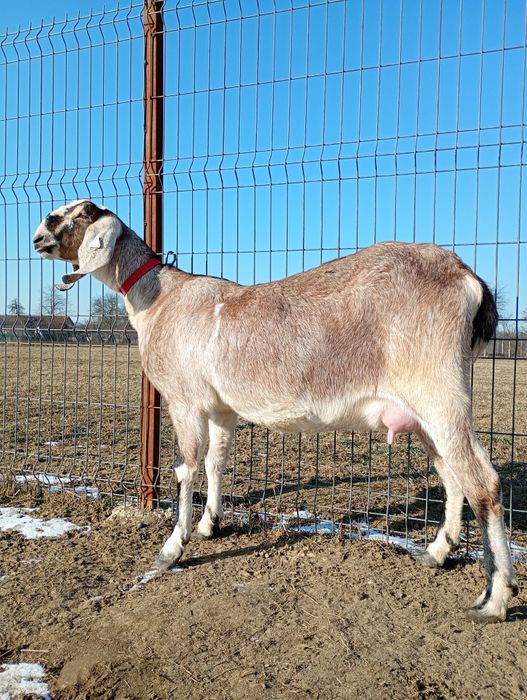 Anglonubiana cu pedigree, Linie Germania.