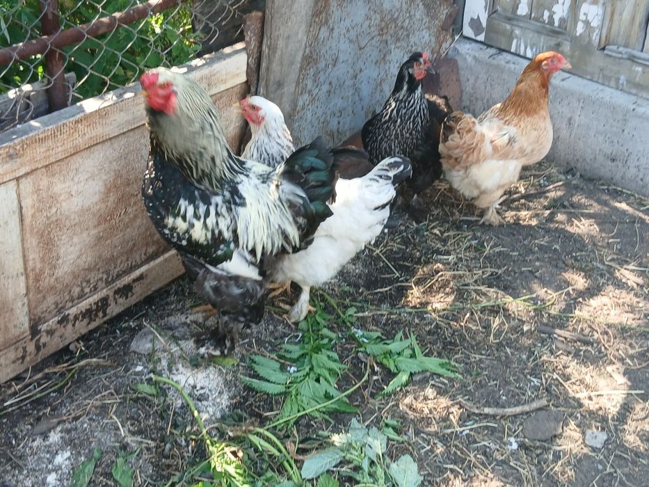 Продам куры и цыплята
