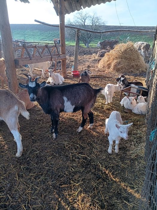 Capre tinere de 2 ani