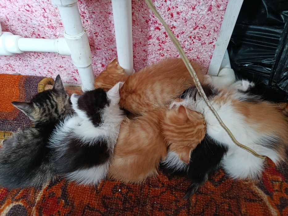 Mushuk bolalari 2 oylik