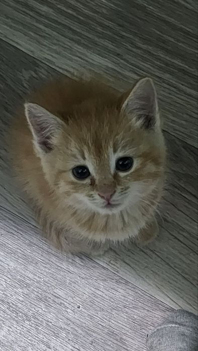 Рыжий котенок от сибирской кошки. . 1 мес.