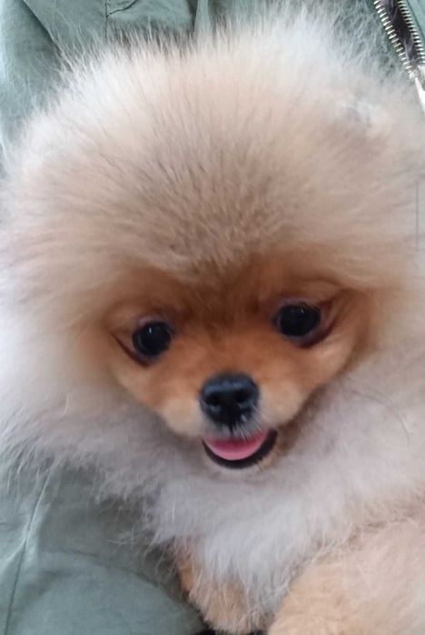 Померан Момичета с Родословие FCI