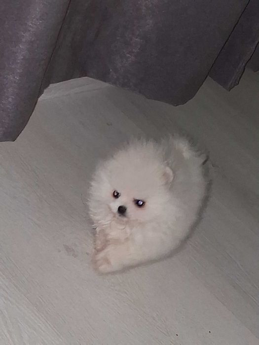 Померан момче на 2 месеца