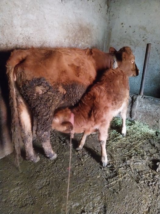 Vacă cu vițică de vânzare