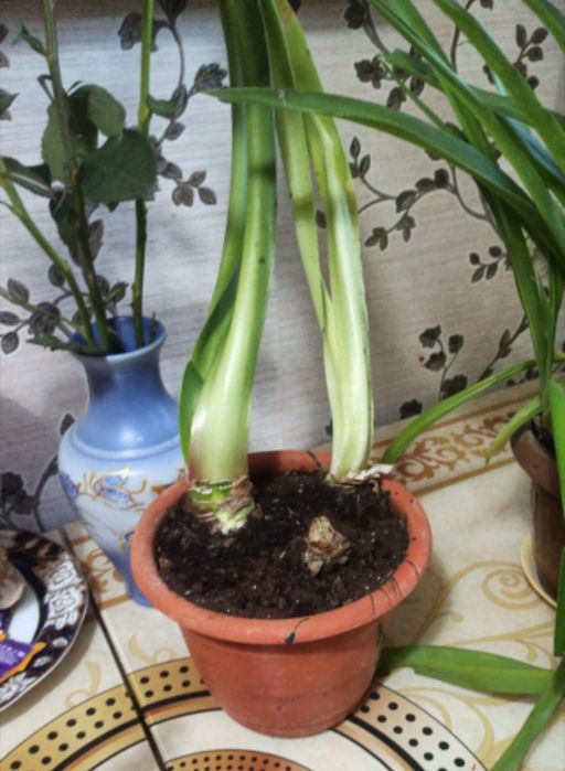 Продам домашнии цветы