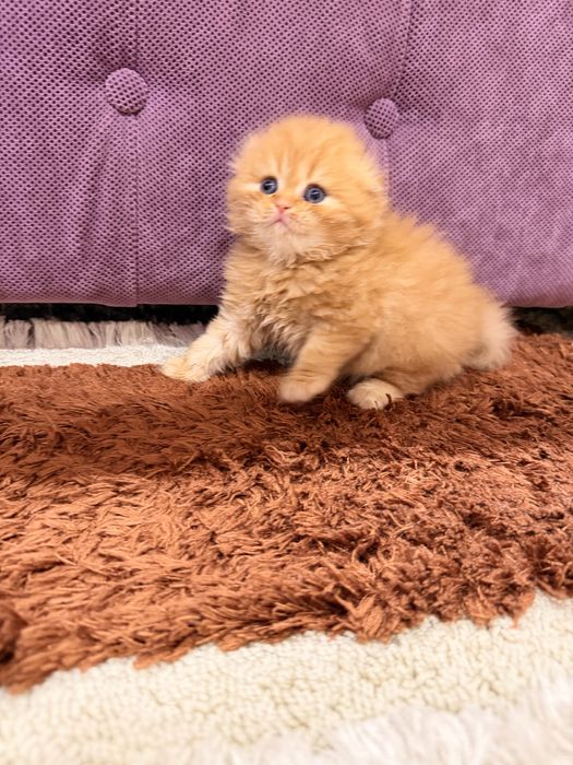 Шотланский скоттиш фолд!