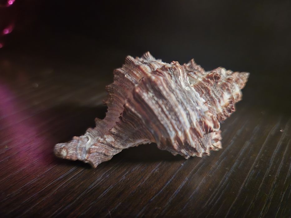 Ракушки разные разные