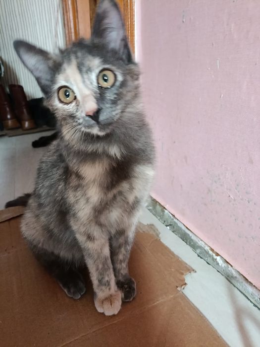 Кошечка ищет семью