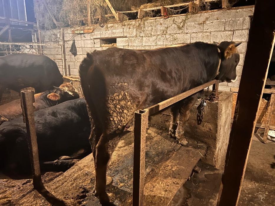 Продам бычков на откорме