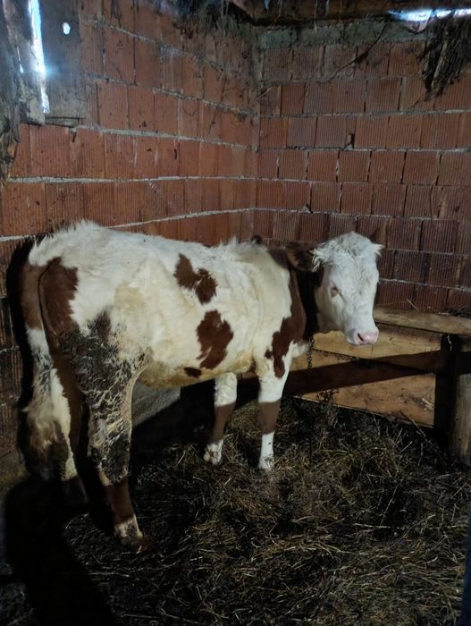 Junincă de vânzare