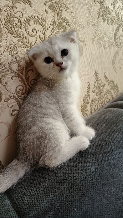 Породистые котята от чистой вязки