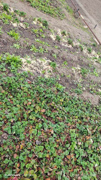 Кардиология продам дачу