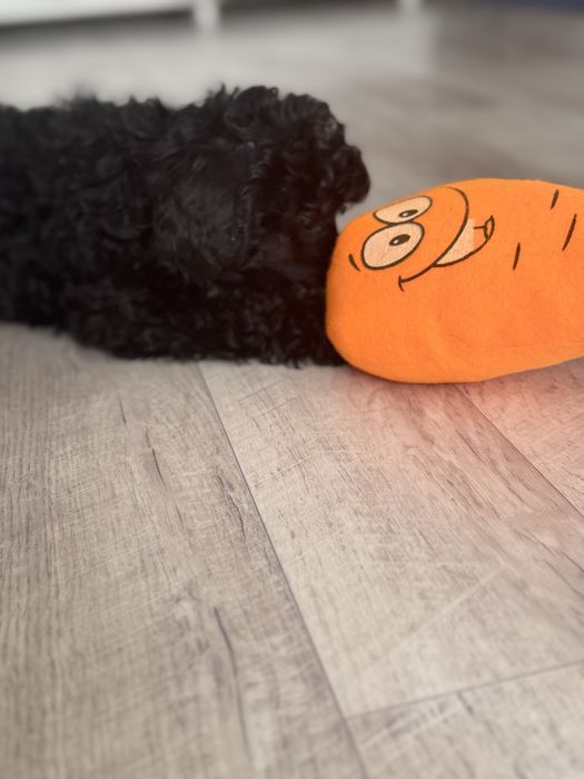 Той-пудель, девочка