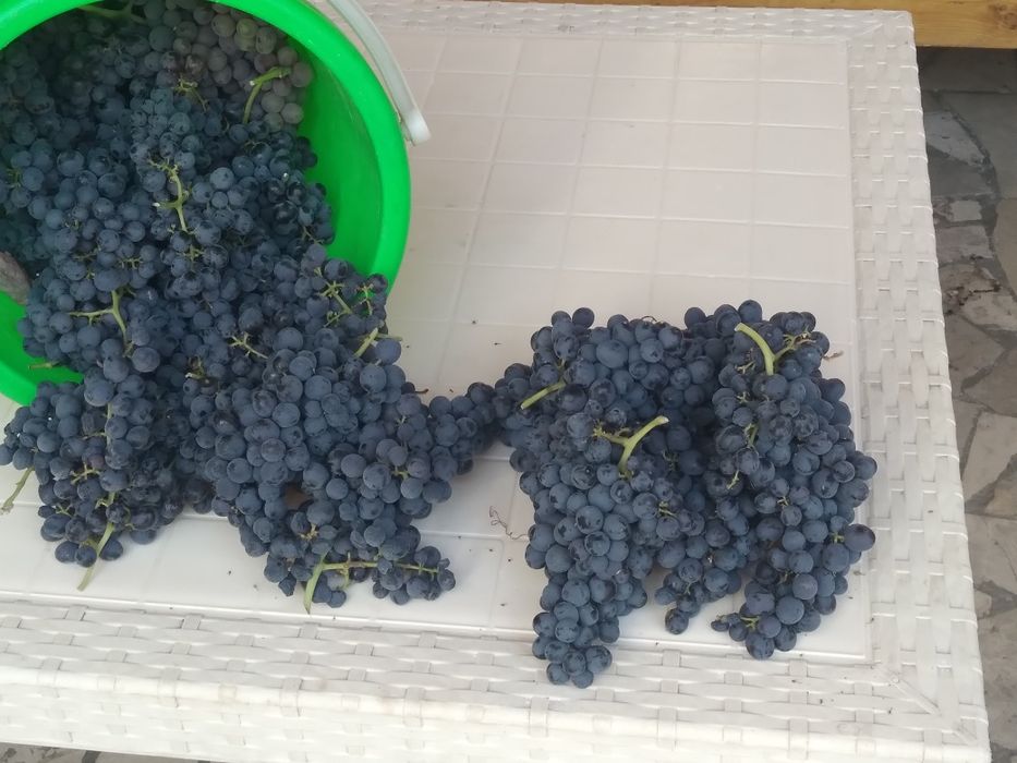 Uzum  donasiz qara uzum