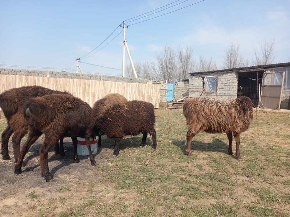 Қойлар бар сатылады