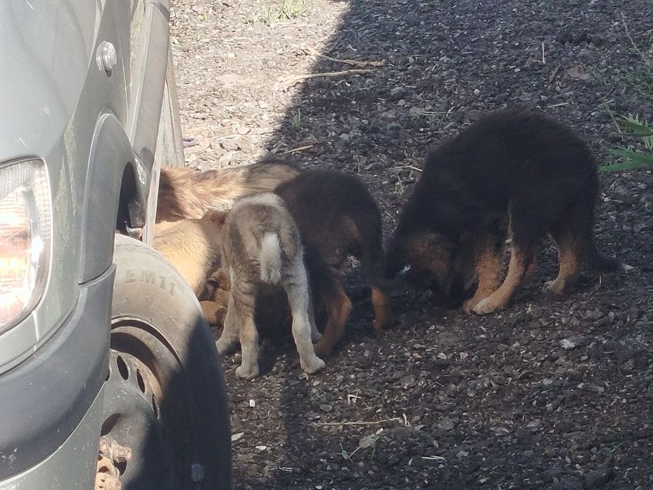 Щенята в хорошие руки !!!