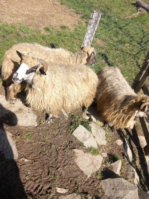 Oi de vânzare cu lapte