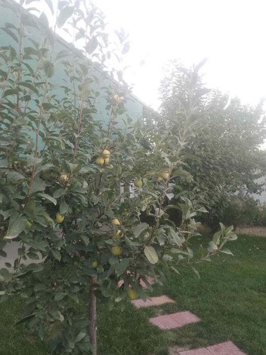 Toshkent viloyati Yangiyoʻl tumani Chamanzor maxallasi 161 uy 9sotix