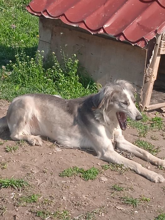 Тазы ұрғашы сатылады