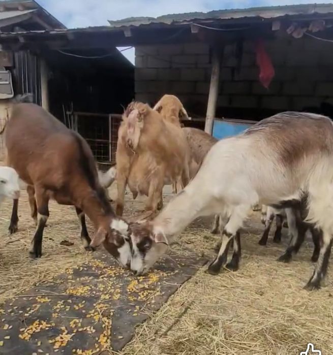 Capre atent selecționate