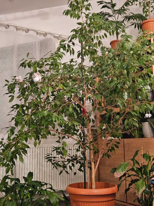 Ficus Benjamina 2×2m
