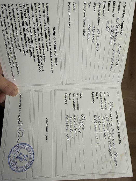 Лабрадор ретривер