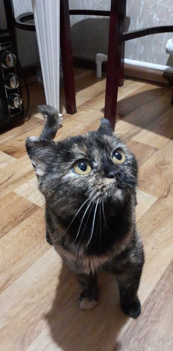 Отдам ласковую кошечку