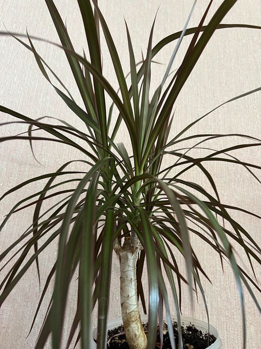 Продам пальму Драцена