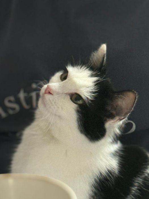 Кошечка ,6 мес.в добрые руки