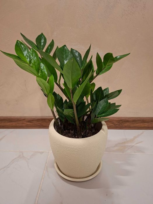 Замиокулкас / ZZ plant